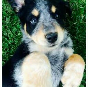 Meet your Posher, Lexi